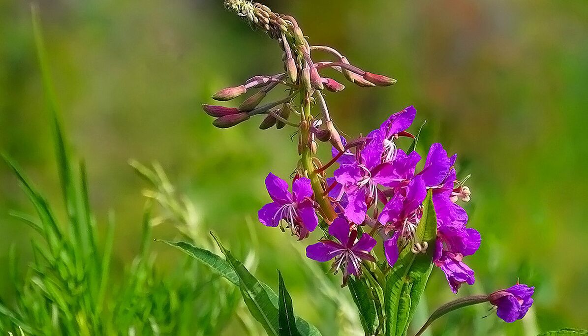 Fireweed v RevitaProst